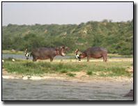 Hippo and Bird